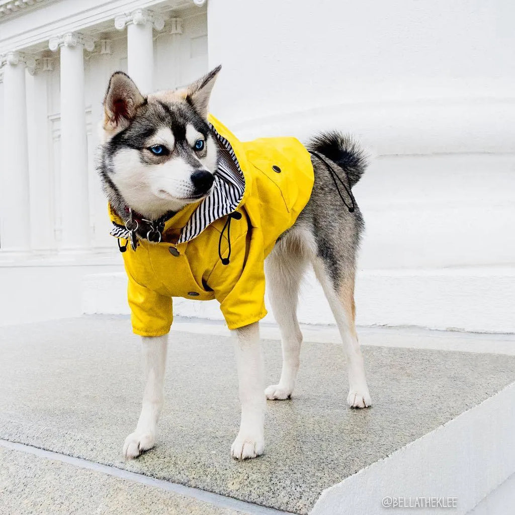 Yellow polyester dog raincoat with high-density twill windproof and waterproof design