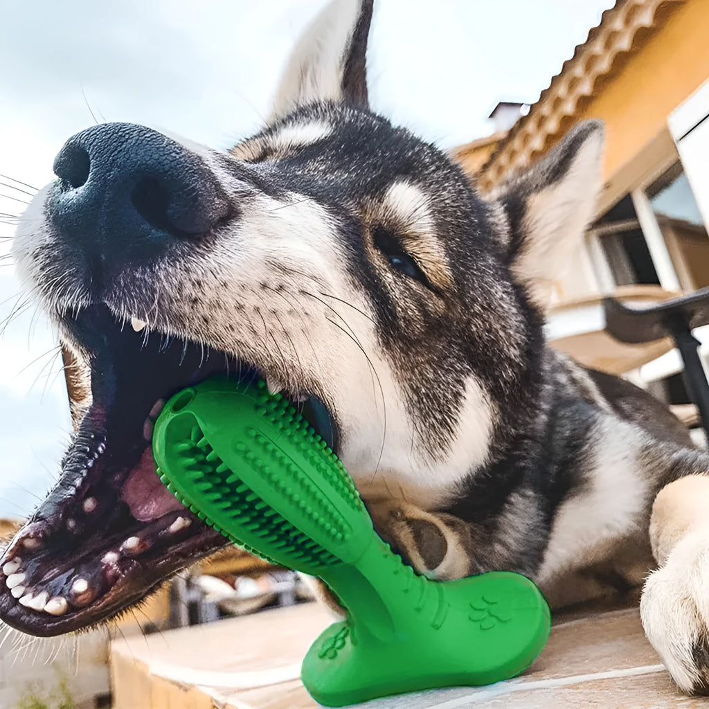 Dog toothbrush bite resistant molar toy in rubber, large and medium sizes, green blue orange
