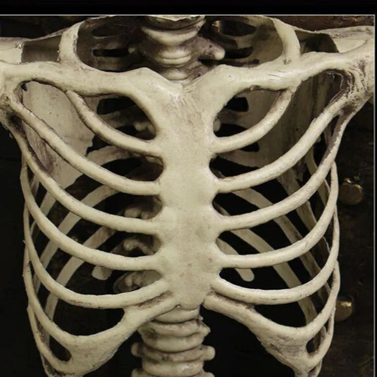 Full-size 170 cm tall plastic skeleton prop with detailed simulation skull on a white background.