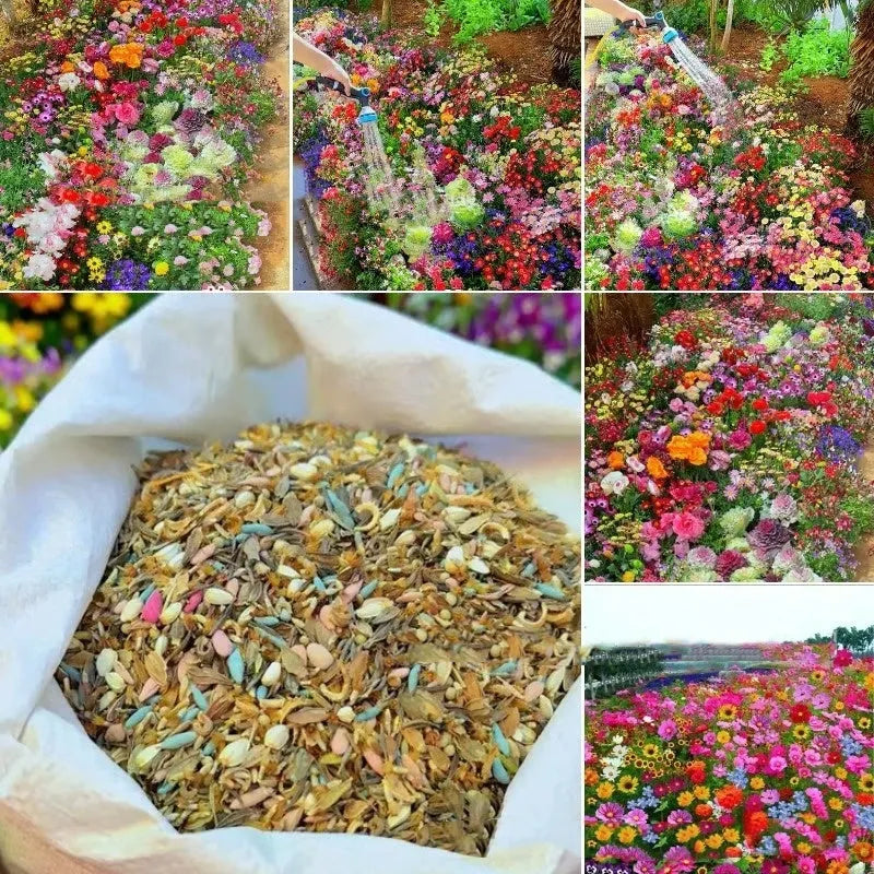 Packet of mixed wildflower seeds for garden decoration, offered in 1000, 5000, or 10000 seed quantities.