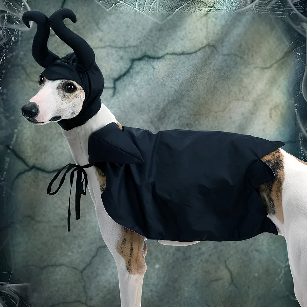 Black polyester Halloween dog cloak and hat set on a dog for pet costume