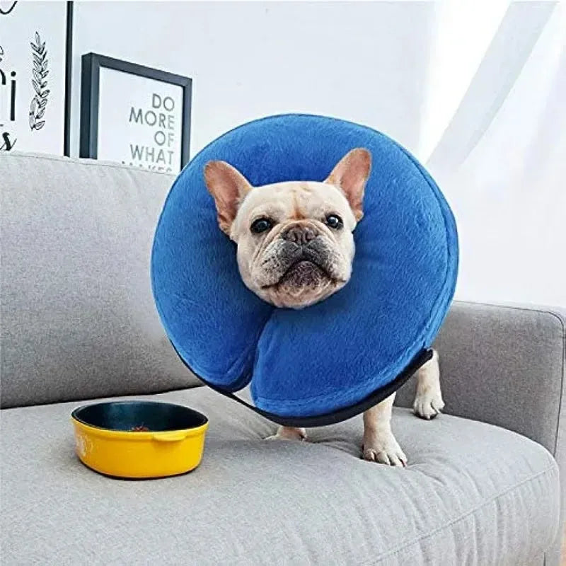 Blue inflatable soft recovery collar for a dog, showing adjustable air valve.