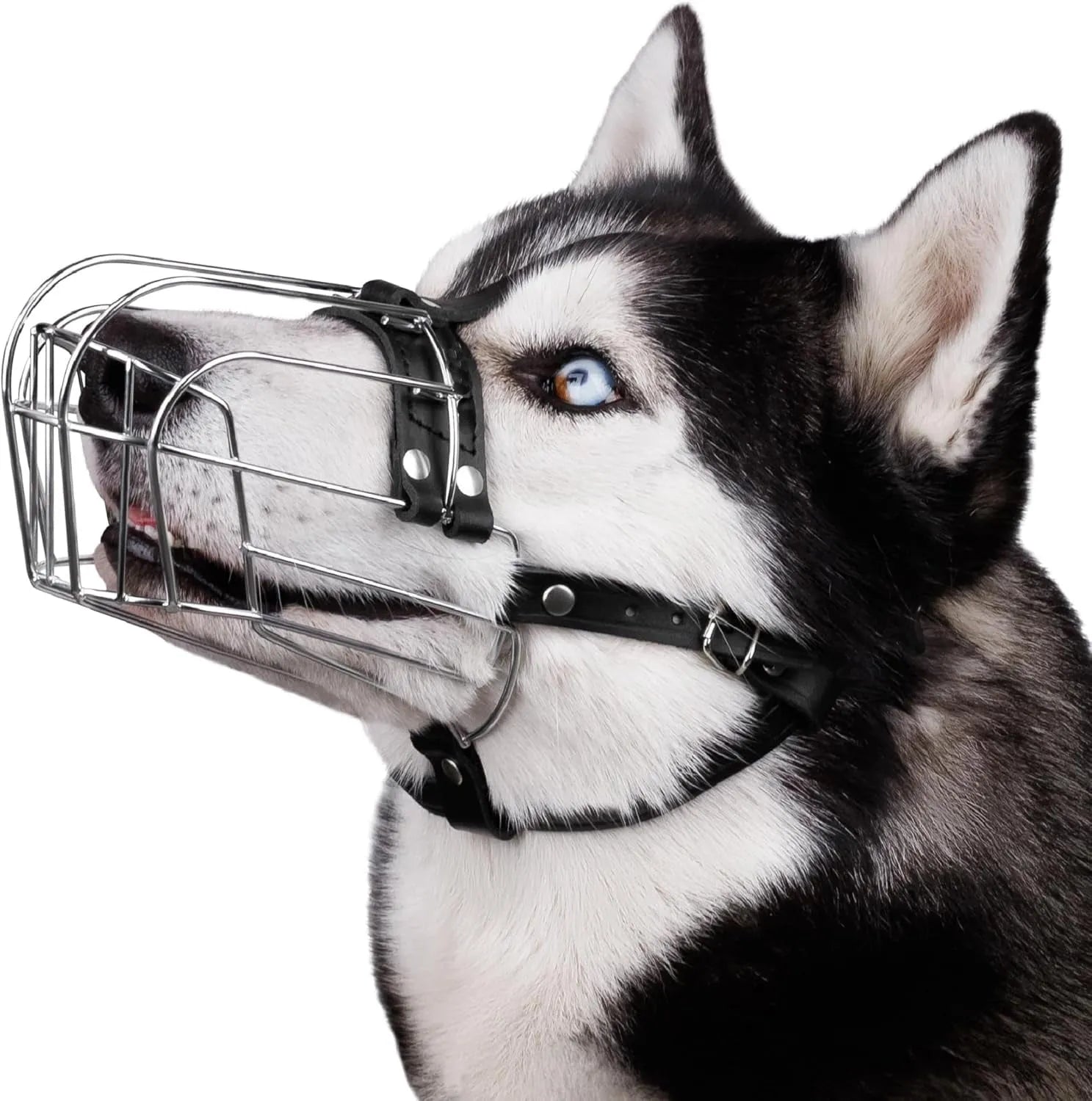 Black zinc-plated steel wire basket muzzle for large dogs, shown with adjustable nylon straps and metal buckles.