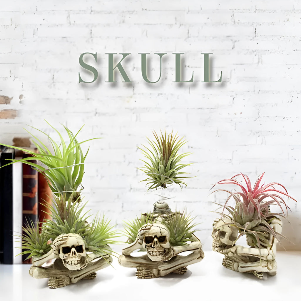 Gothic style skull design resin bracket holder for tillandsia air plants on a dark background.