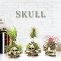 Gothic style skull design resin bracket holder for tillandsia air plants on a dark background.