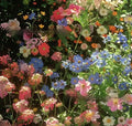 Packet of mixed wildflower seeds for garden decoration, offered in 1000, 5000, or 10000 seed quantities.