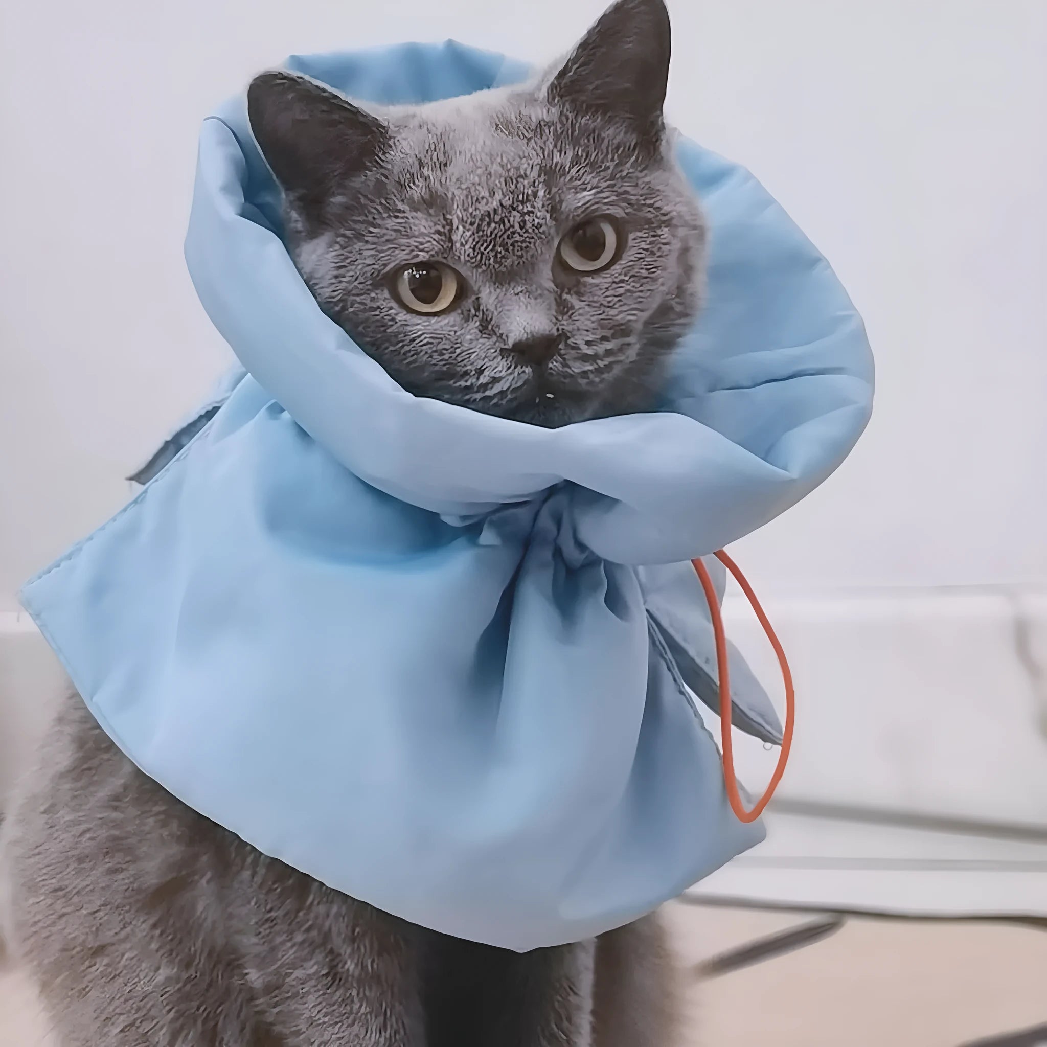 Soft adjustable light blue pet recovery collar with elastic buckle shown on a cat model.