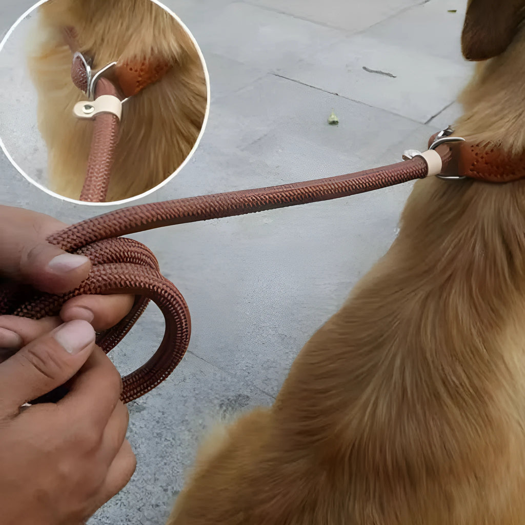 Brown nylon dog leash with P-chain clip measuring 2.1 metres long