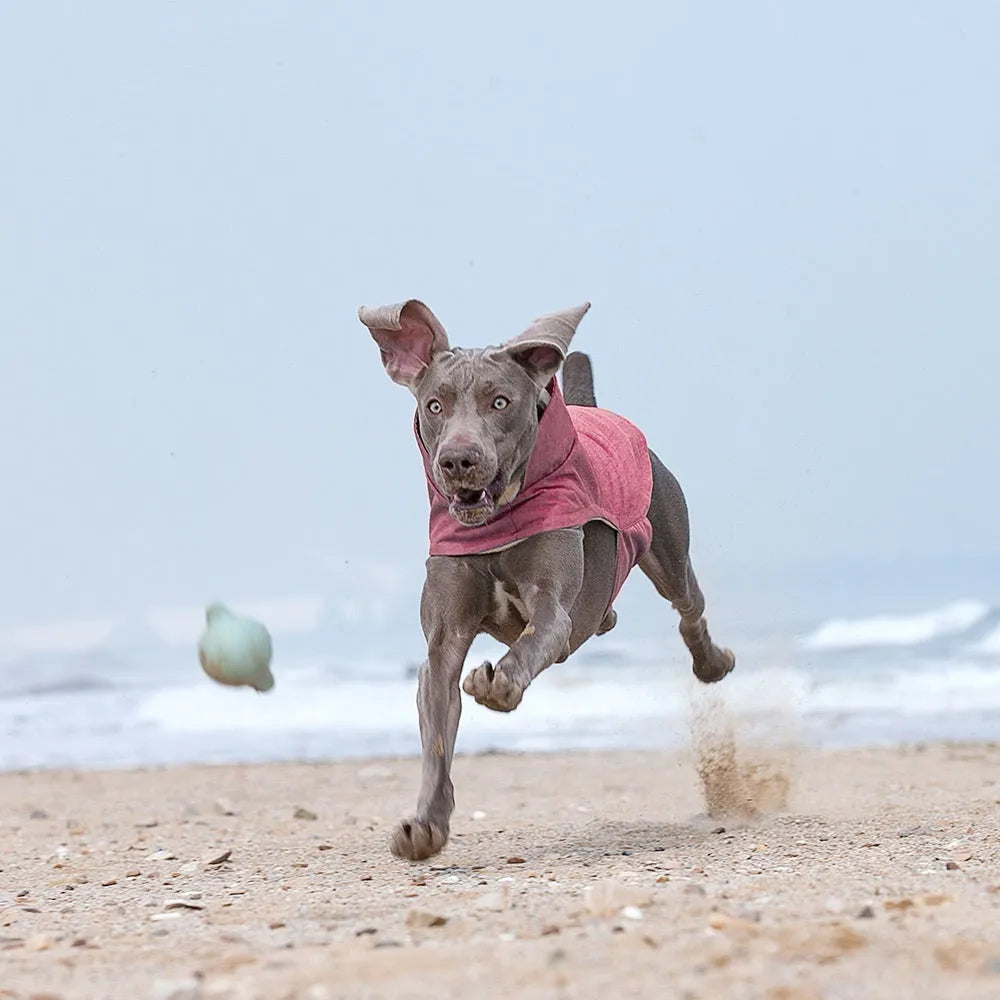 Medium large dog wearing a rose red polyester vest, showing casual style and fit.
