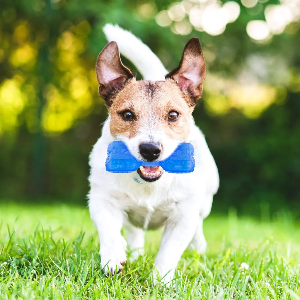 Freezable bone-shaped dog chew toy with a water-filled core for cooling and teething relief.