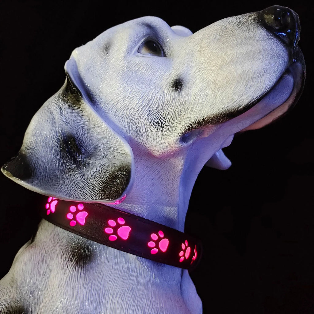 A dog wearing a blue polyester LED collar emitting multi-coloured light on a dark background.