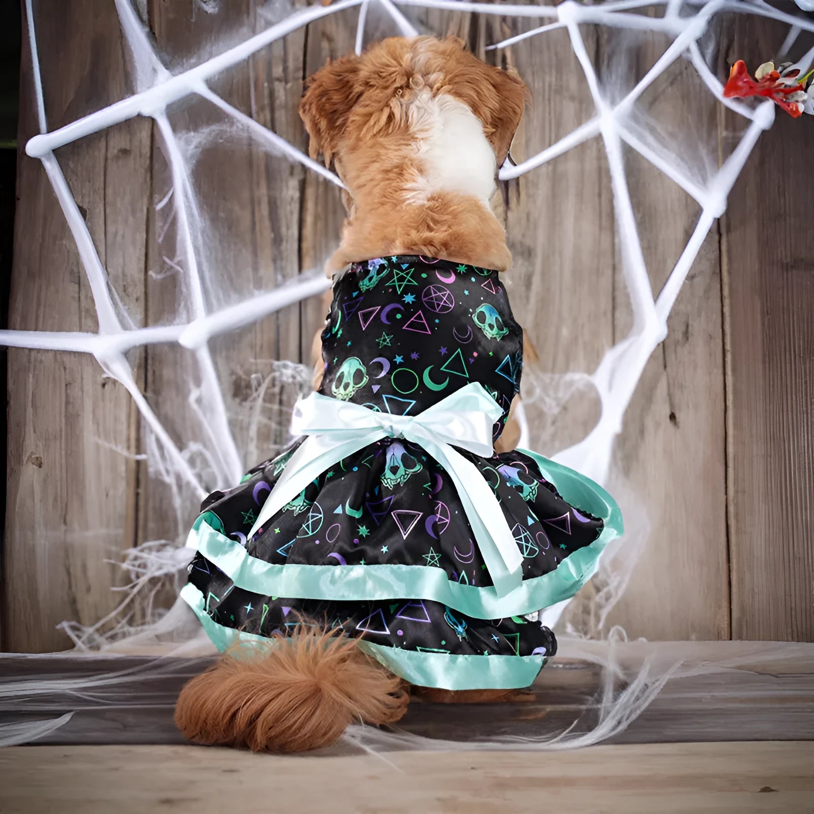 Halloween dog skirt with colourful pumpkin and skull prints, shown on a model dog.