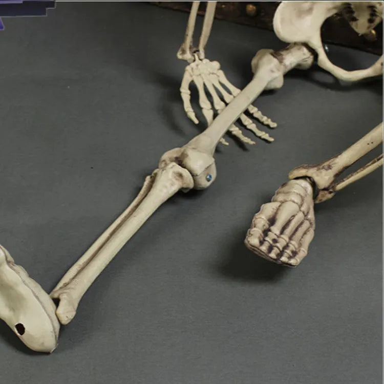 Full-size 170 cm tall plastic skeleton prop with detailed simulation skull on a white background.