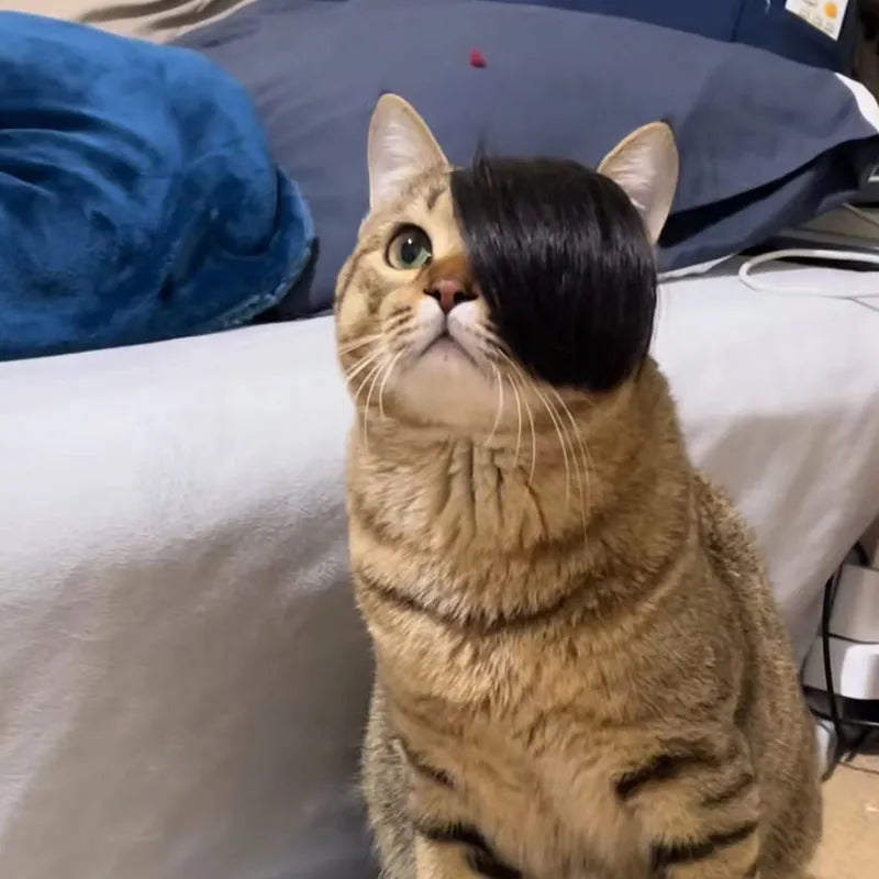 Black polyester cat wig with imitation braid design for costume wear