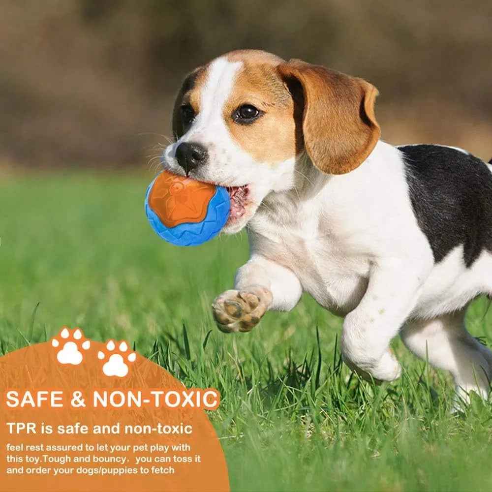 Set of four colourful floating dog toys: a ball, a barbell, and two tyres, on a blue background.