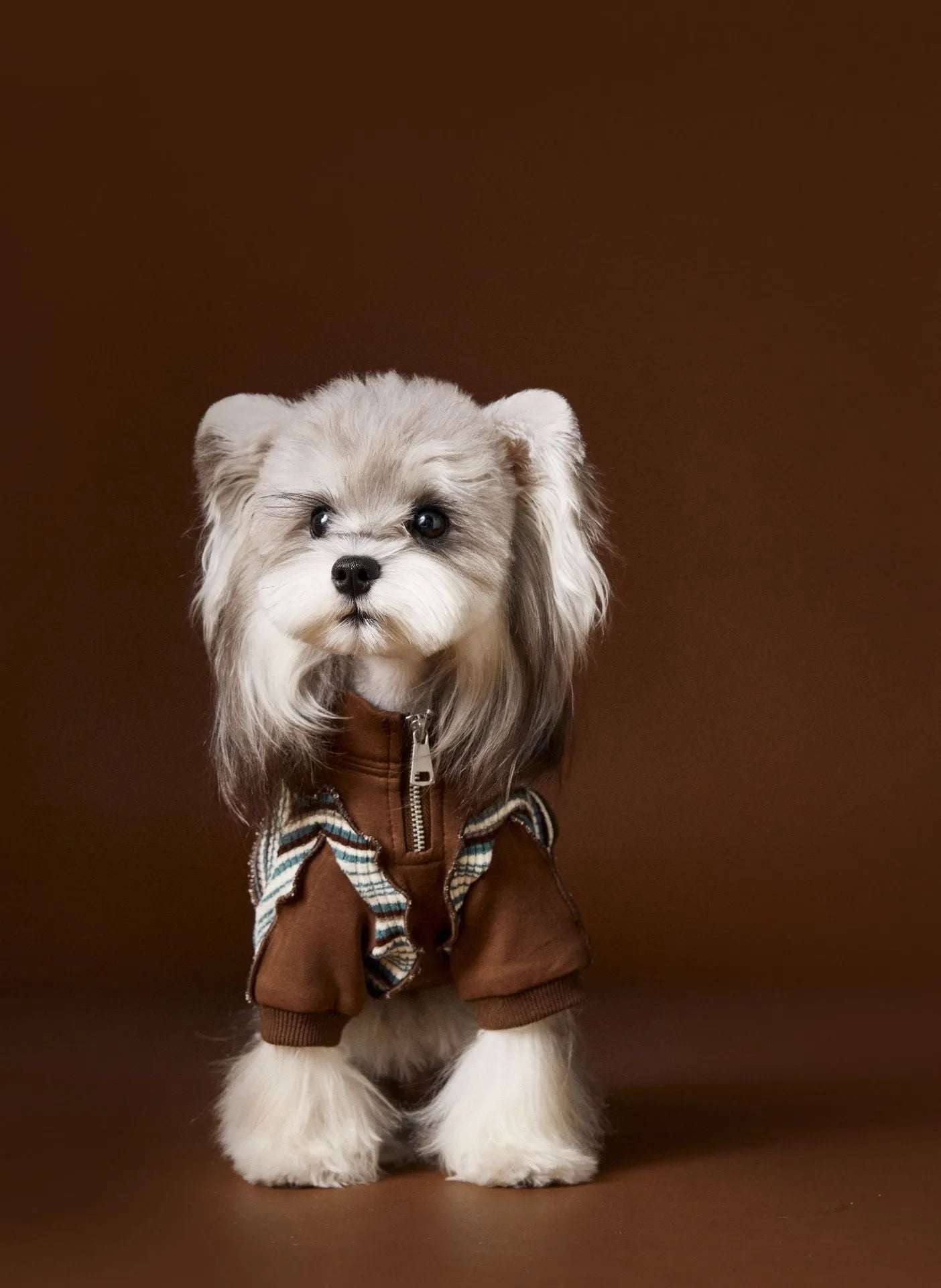 Striped blue polyester dog sweater with zipper front on a small dog, casual pet coat design for Schnauzer Teddy Bichon Yorkshire