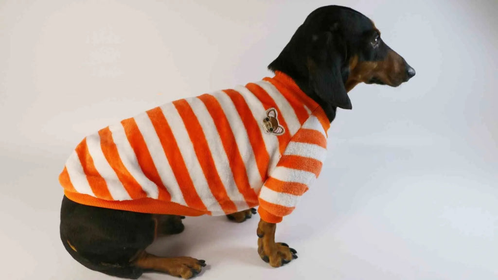 Striped orange and white pet sweatshirt for dogs and cats with round neck design