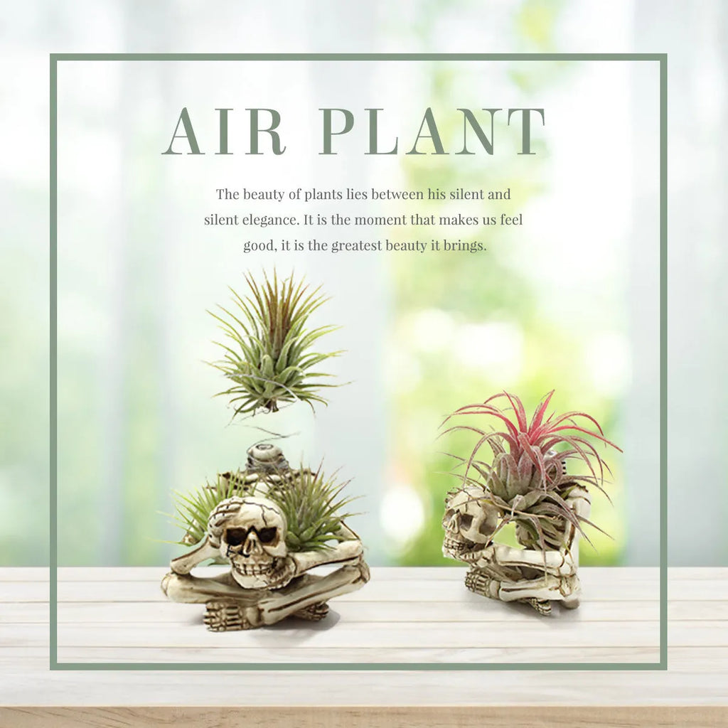 Gothic style skull design resin bracket holder for tillandsia air plants on a dark background.
