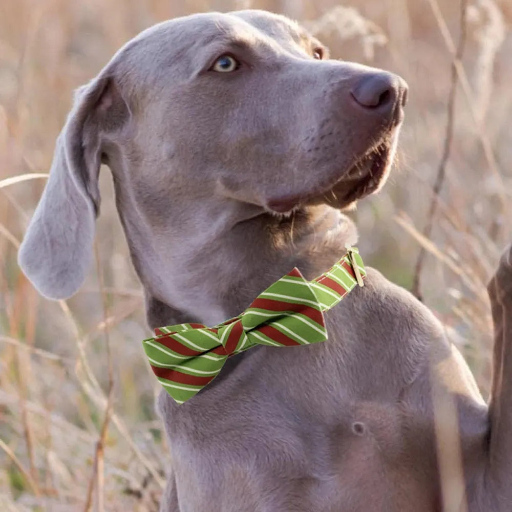 Striped green dog collar with adjustable buckle and a matching bow, showing custom engraving space.