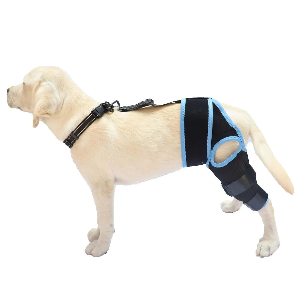 Adjustable neoprene dog knee brace strap for hind leg support, shown in sky blue colour.