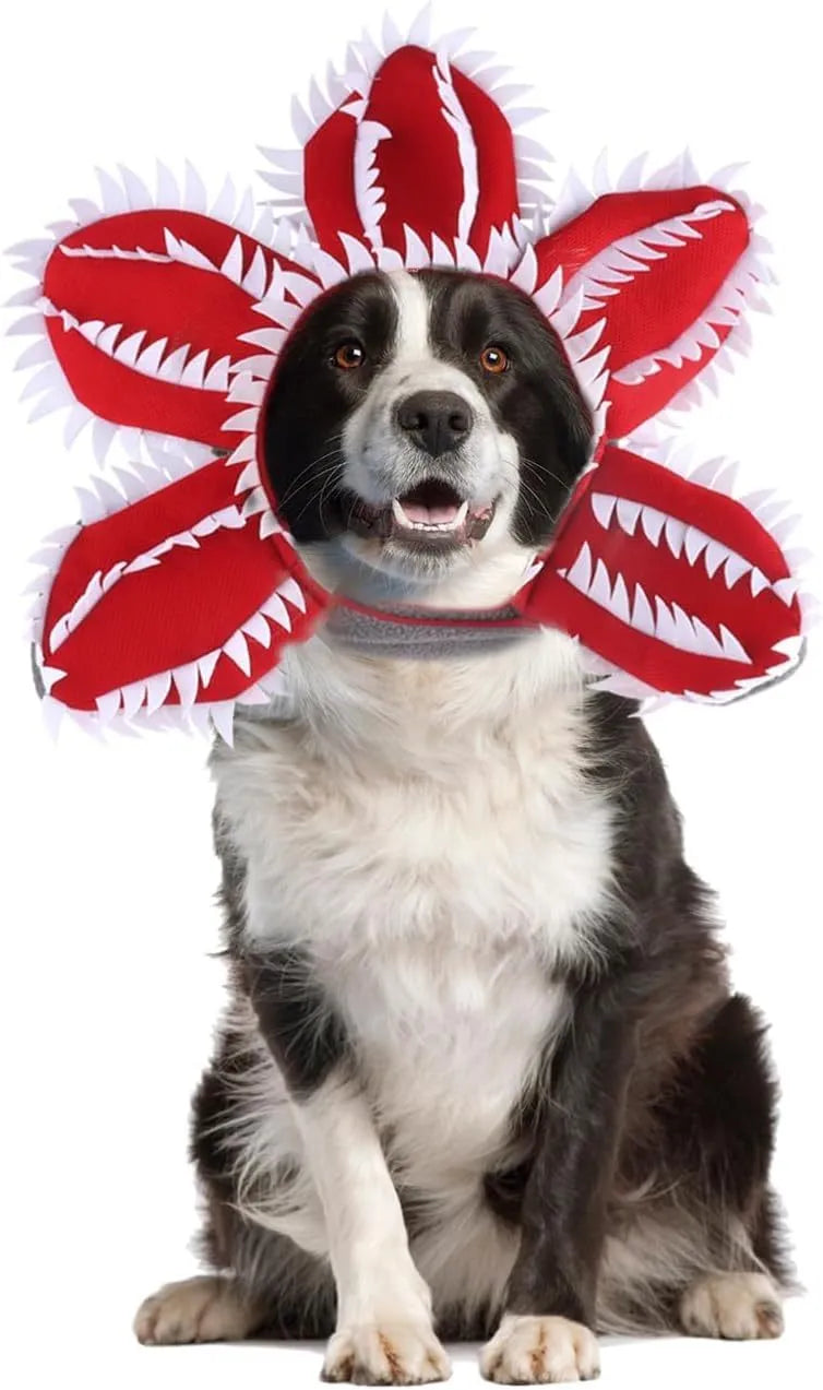 Dog wearing Halloween demon headband costume with chomper teeth and pink flower decoration