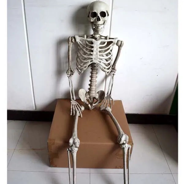 Full-size 170 cm tall plastic skeleton prop with detailed simulation skull on a white background.