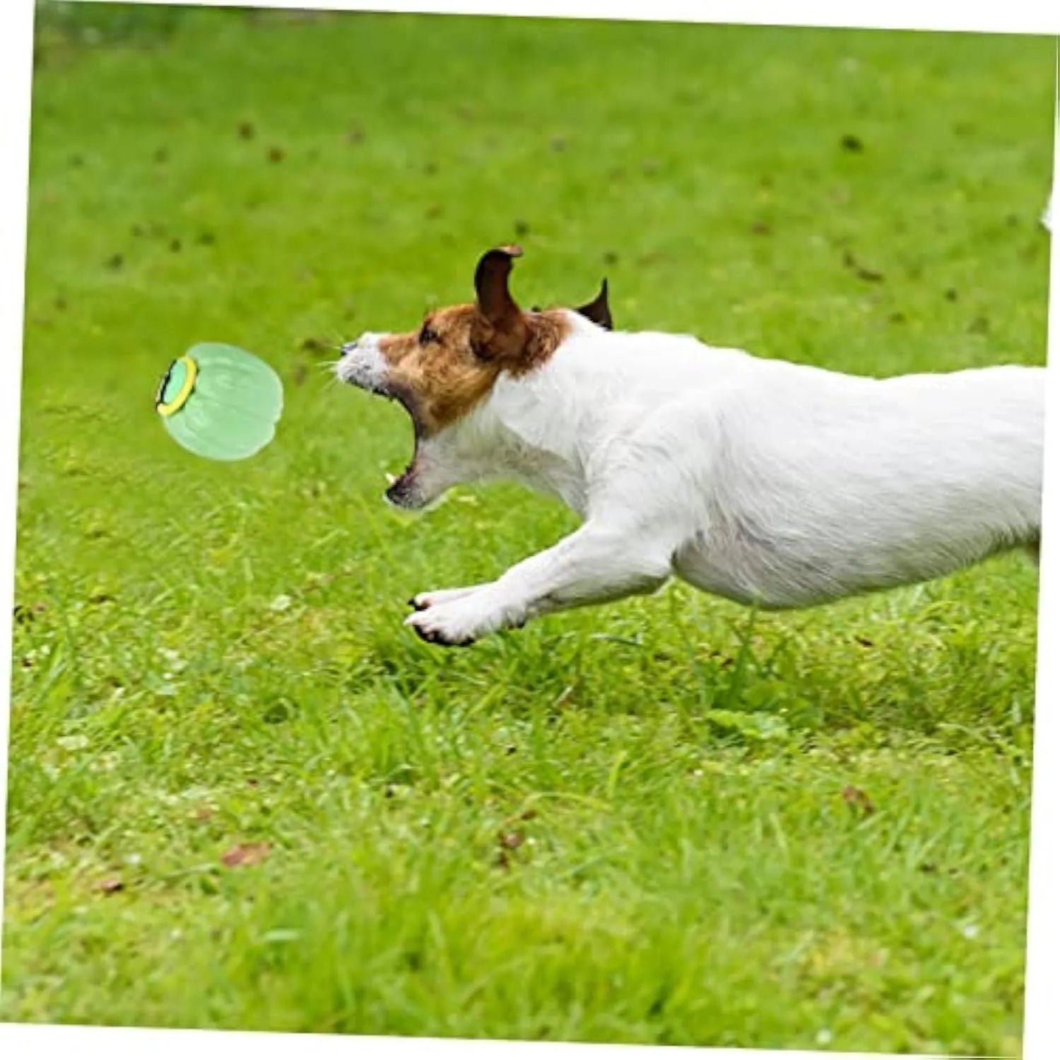 Green plastic pumpkin-shaped dog chew ball with squeaker for small dogs