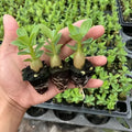 Bare root desert rose seedlings (Adenium obesum) ready for potting, available in multiple quantities.