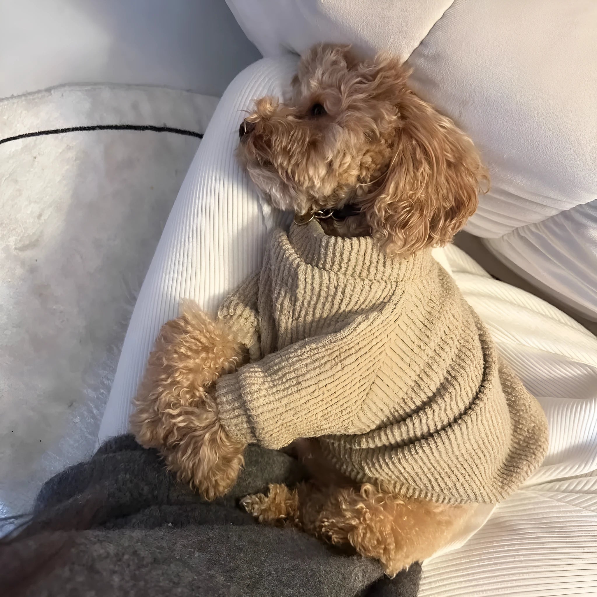 Brown cloth pullover sweater on a small dog, showing casual style and fit.