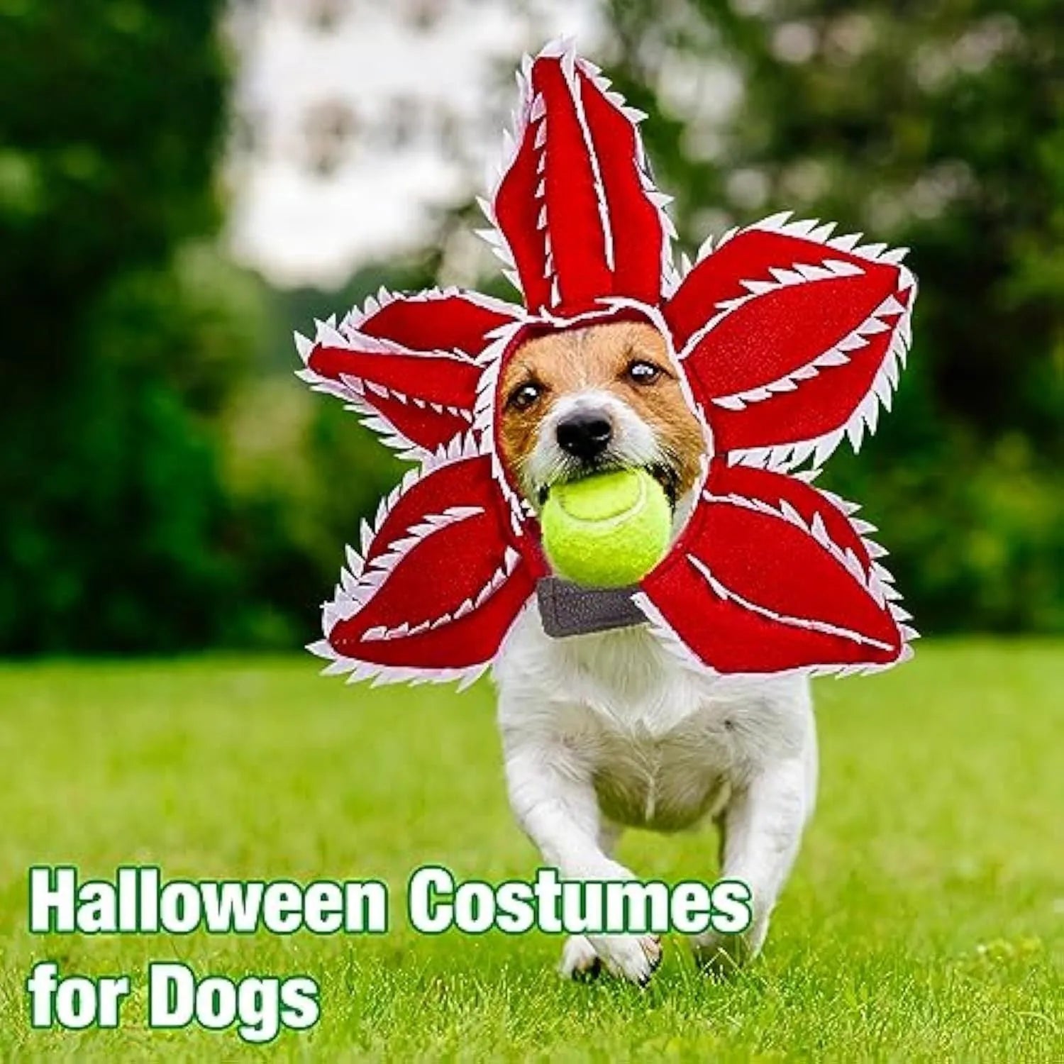 Dog wearing Halloween demon headband costume with chomper teeth and pink flower decoration