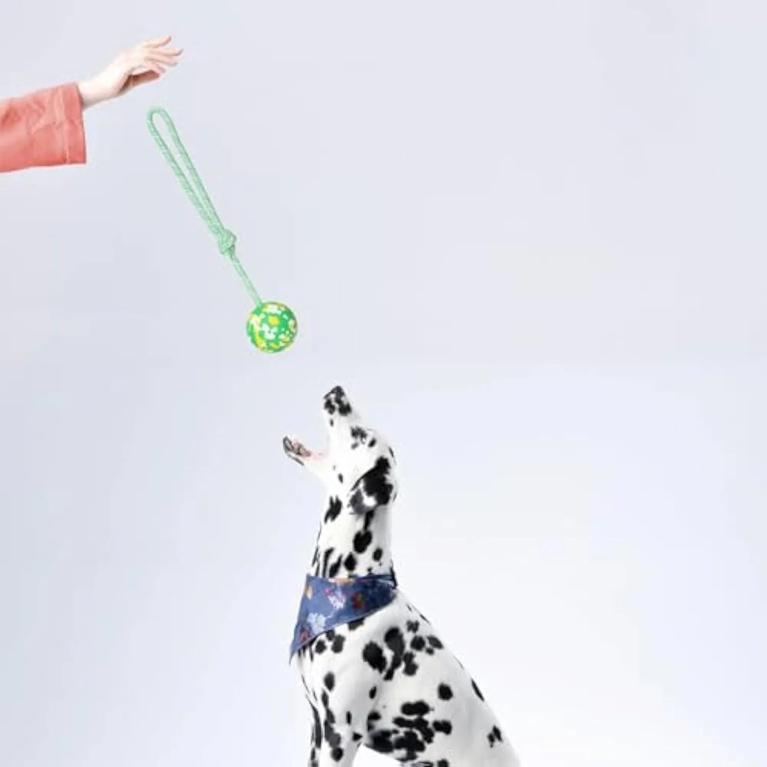 Natural rubber dog ball attached to a blue nylon rope for fetch and tug games