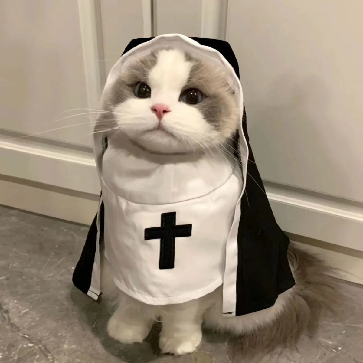 Black and white nun cloak costume on a small dog