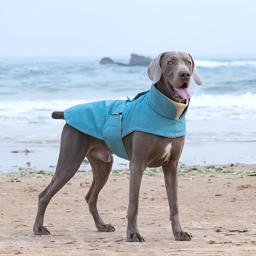 Medium large dog wearing a rose red polyester vest, showing casual style and fit.