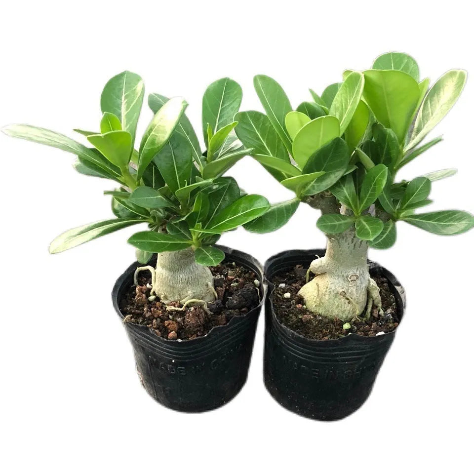 Bare root desert rose seedlings (Adenium obesum) ready for potting, available in multiple quantities.