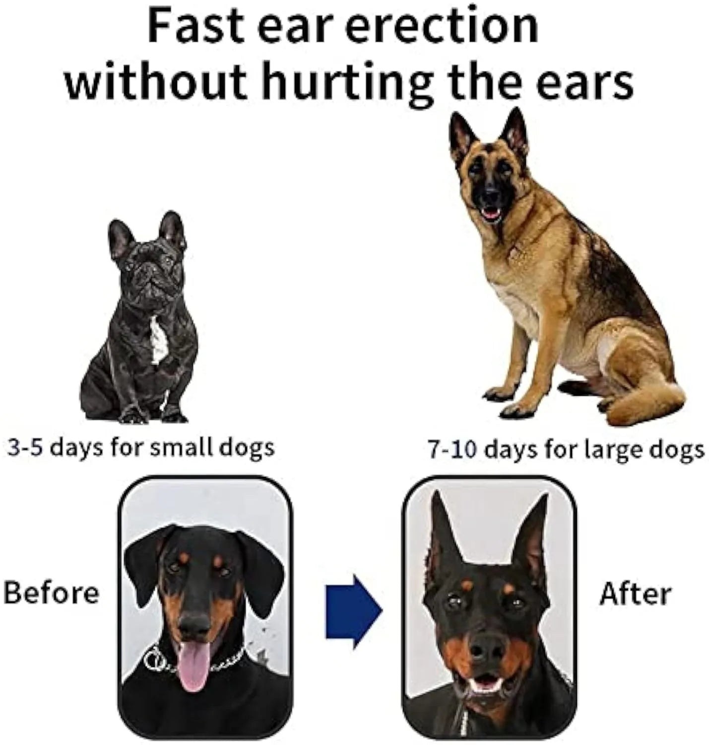 Dog ear correction support tape and wrap tool shown next to size chart for puppy ear training.