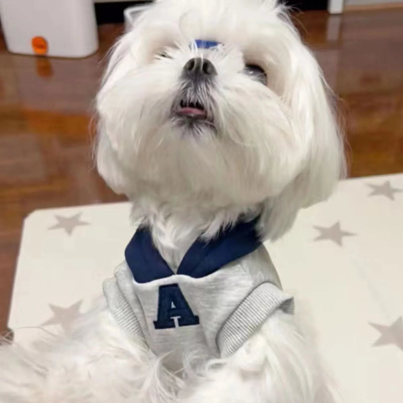 Blue and grey white polyester pet hoodie with reflective lettering on a cat or dog