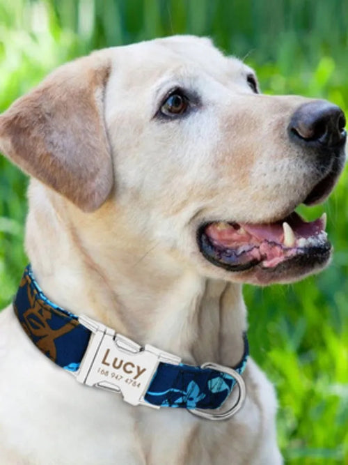 Adjustable nylon dog collar shown in black, green, and rose red colours for small, medium, or large dogs.