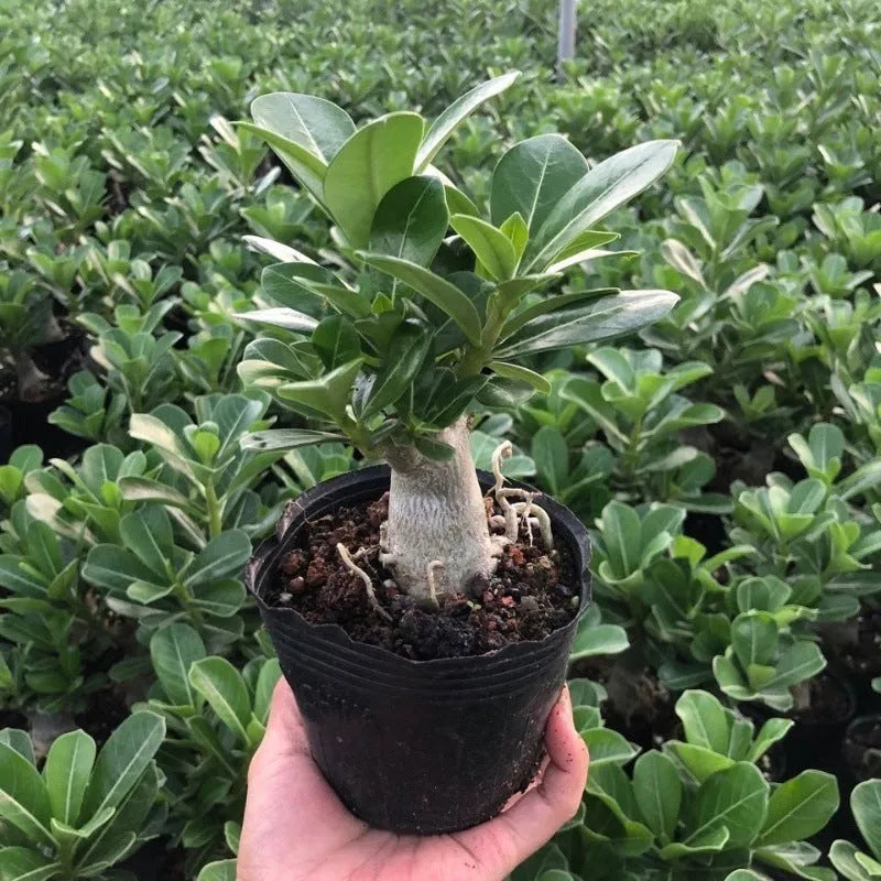 Bare root desert rose seedlings (Adenium obesum) ready for potting, available in multiple quantities.