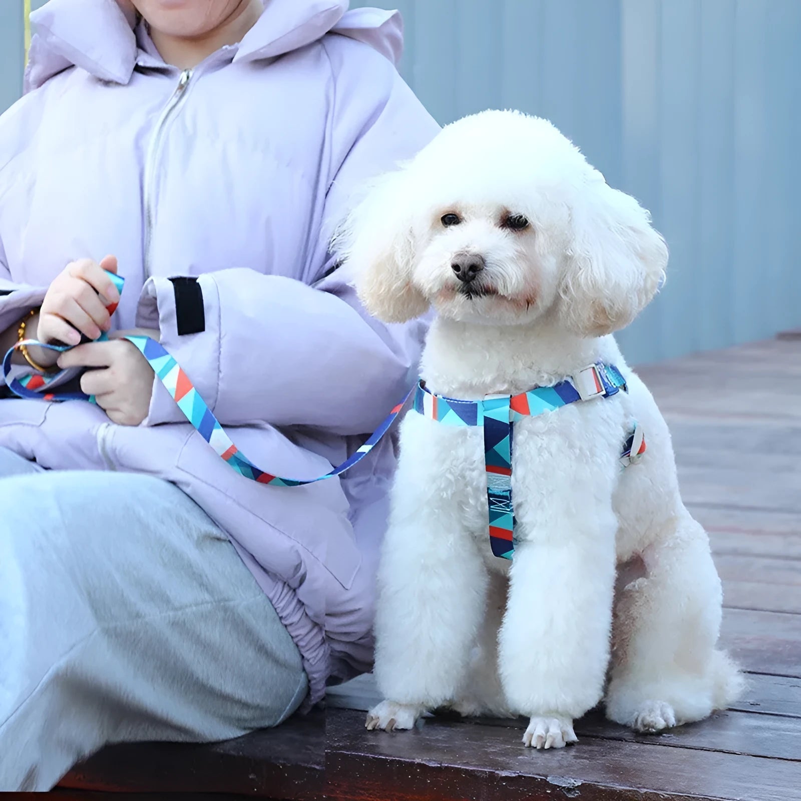 Blue dog haulage vest with integrated walking rope set showing chest strap and traction rope