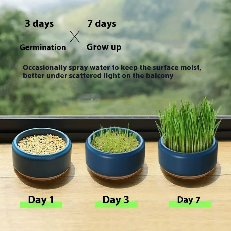 Blue hydroponic cat grass growing kit with potted cup and packets of seeds on a white background.