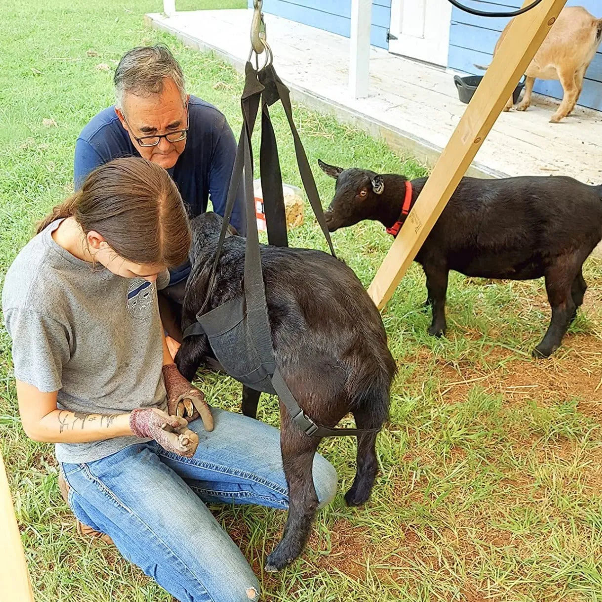 Black calf and large dog weighing sling measuring 35cm by 150cm with four connection points