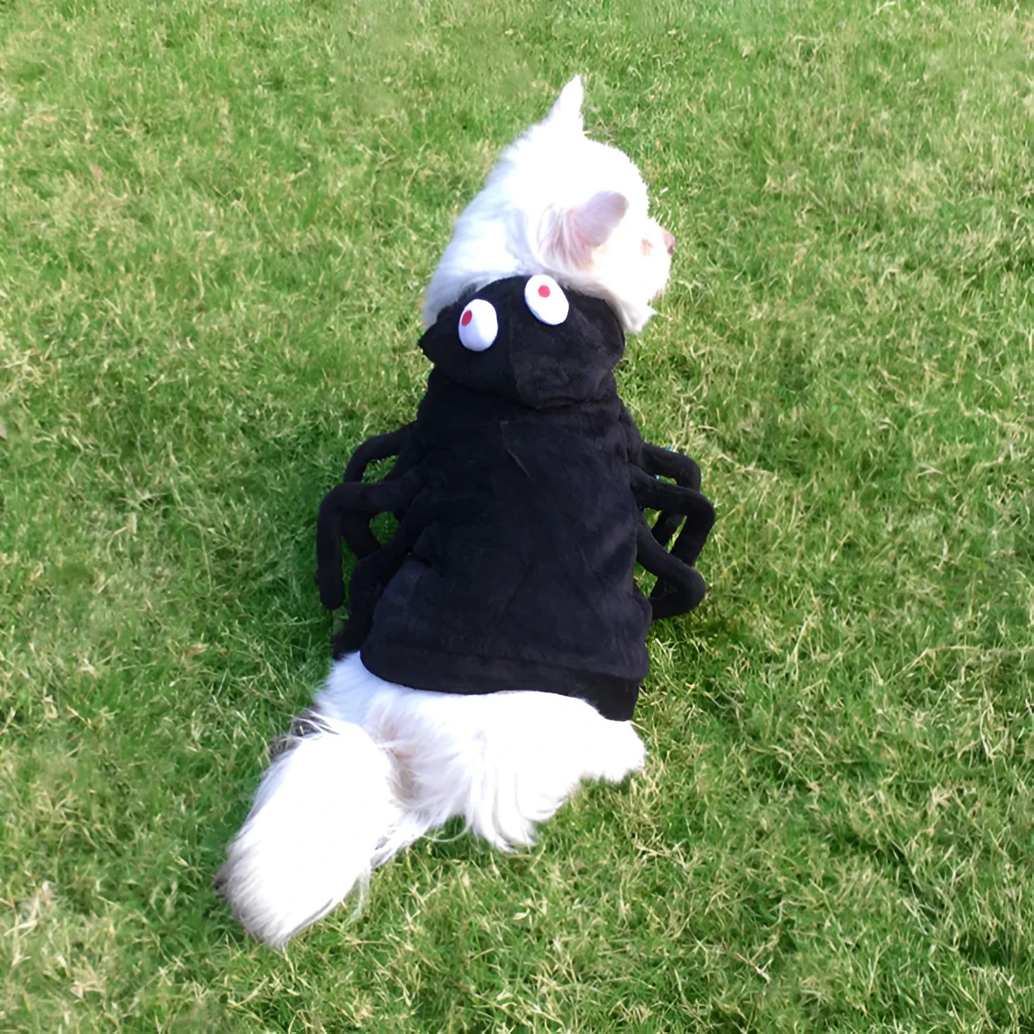 Spider pattern Halloween dog costume in polyester fabric available in sizes S, M, and L