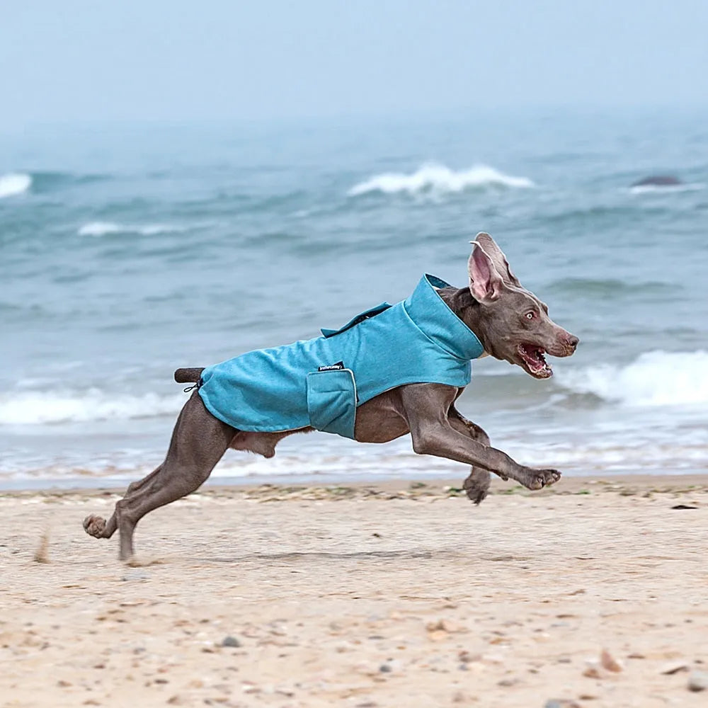 Medium large dog wearing a rose red polyester vest, showing casual style and fit.