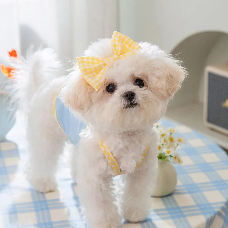 Small dog wearing a blue elastic vest with a bow and heart texture on the suspenders.