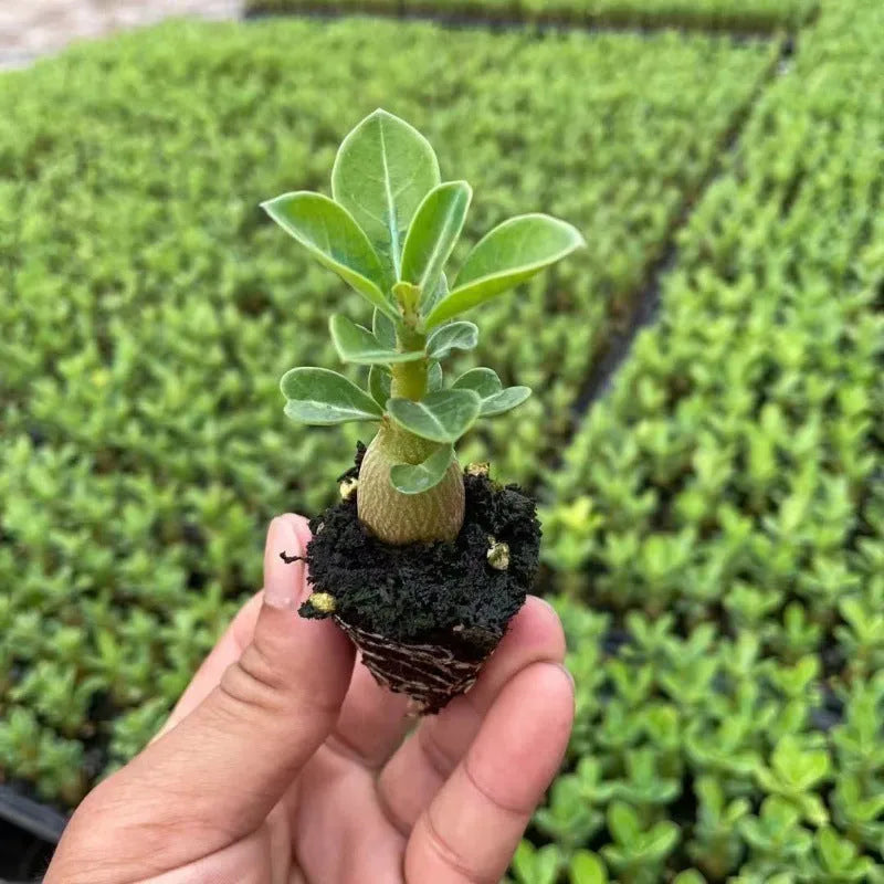 Bare root desert rose seedlings (Adenium obesum) ready for potting, available in multiple quantities.